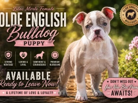English Bulldog