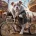 English Bulldog