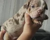 English Bulldog