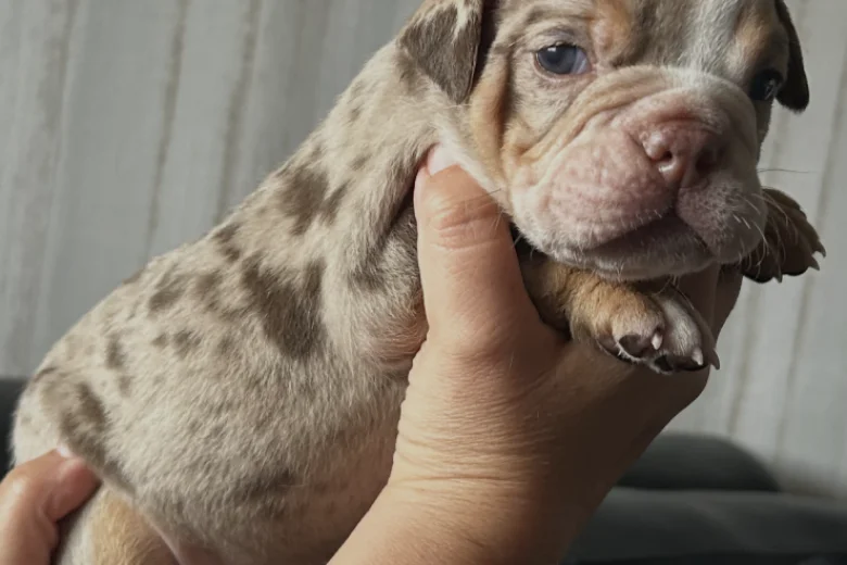 English Bulldog