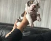 English Bulldog