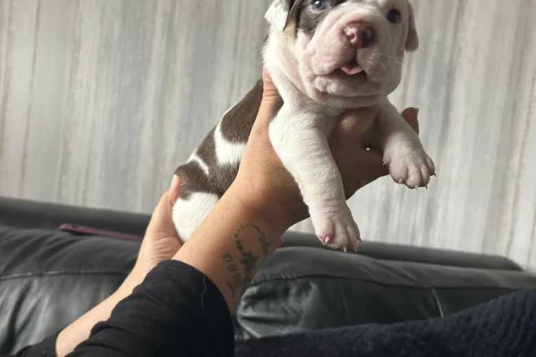 English Bulldog