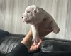 English Bulldog