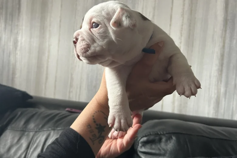 English Bulldog