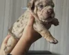 English Bulldog