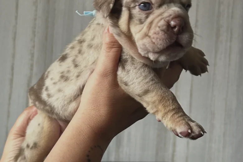 English Bulldog