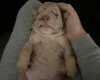 English Bulldog