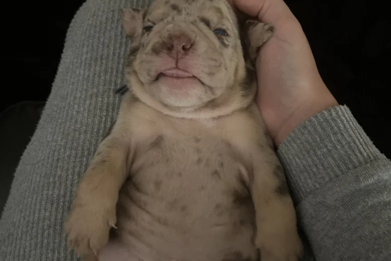 English Bulldog
