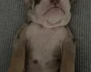 English Bulldog