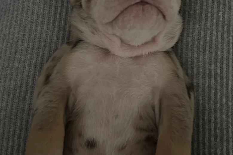 English Bulldog