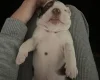 English Bulldog