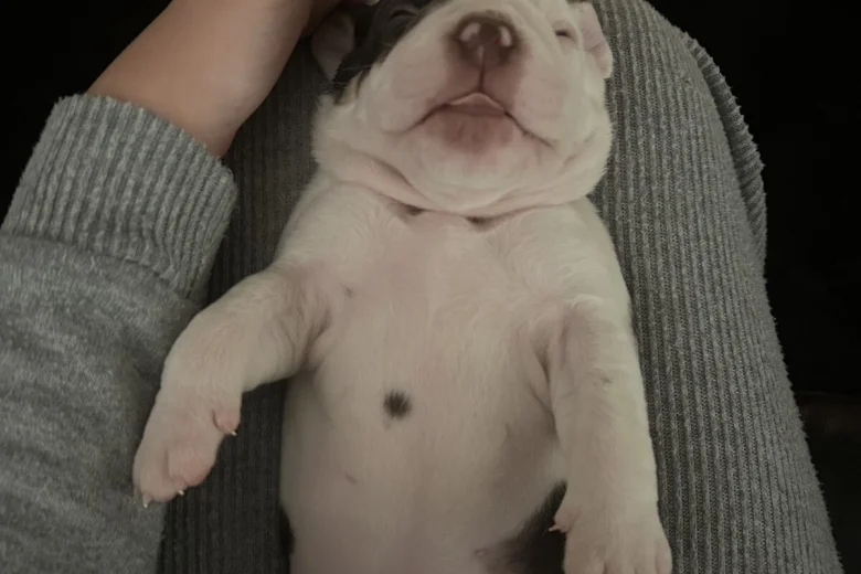 English Bulldog