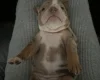 English Bulldog