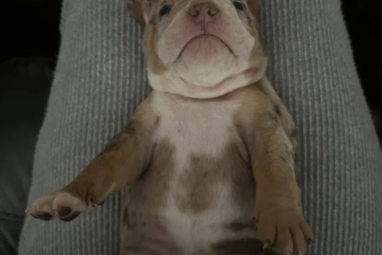 English Bulldog
