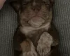 English Bulldog