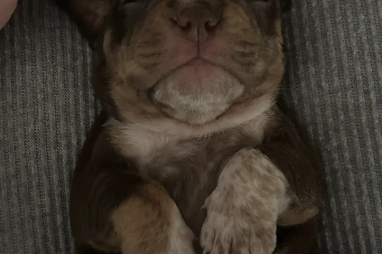 English Bulldog