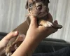 English Bulldog