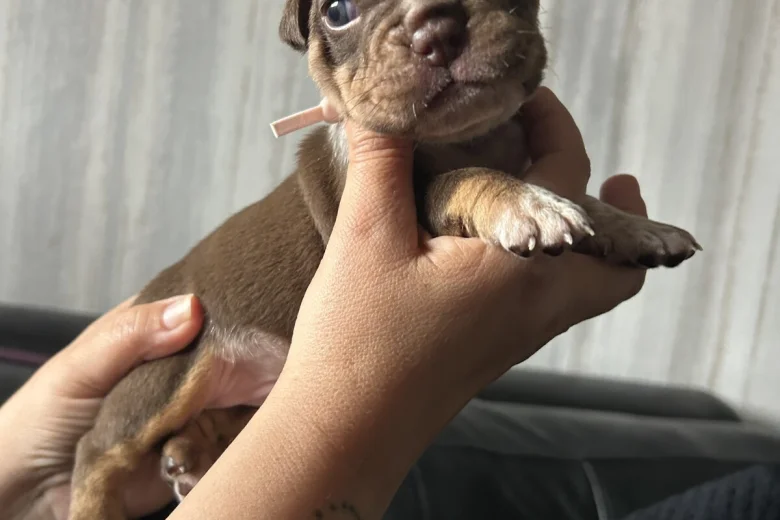 English Bulldog