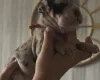 English Bulldog