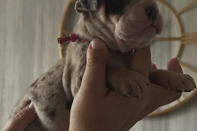 English Bulldog