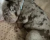 English Bulldog
