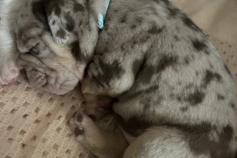 English Bulldog