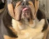 English Bulldog