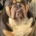 English Bulldog