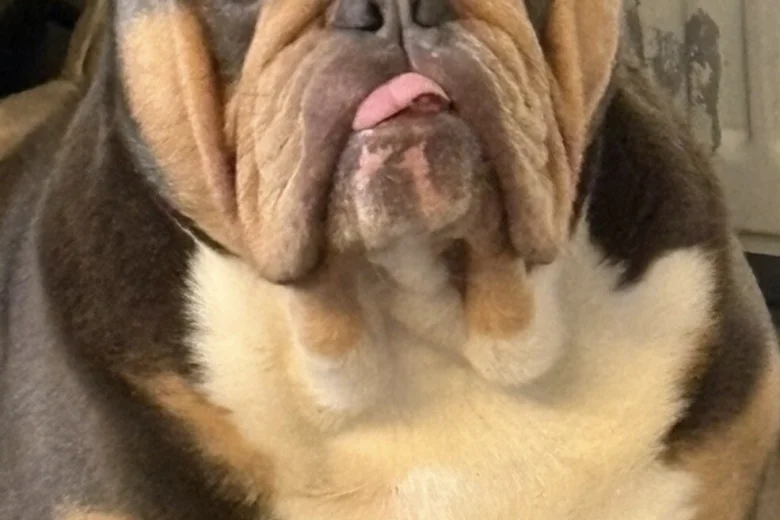 English Bulldog
