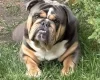 English Bulldog