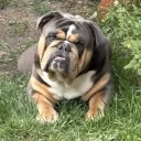 English Bulldog