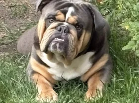 English Bulldog