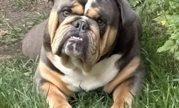 English Bulldog
