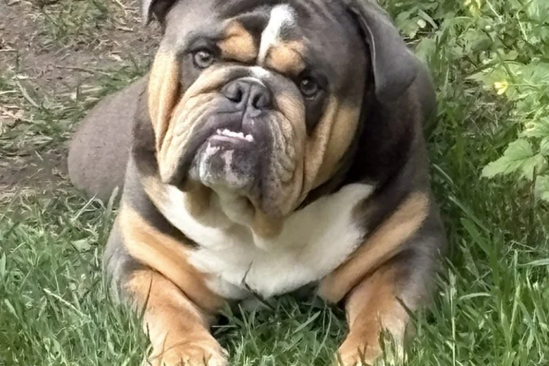 English Bulldog