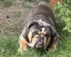English Bulldog