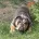 English Bulldog