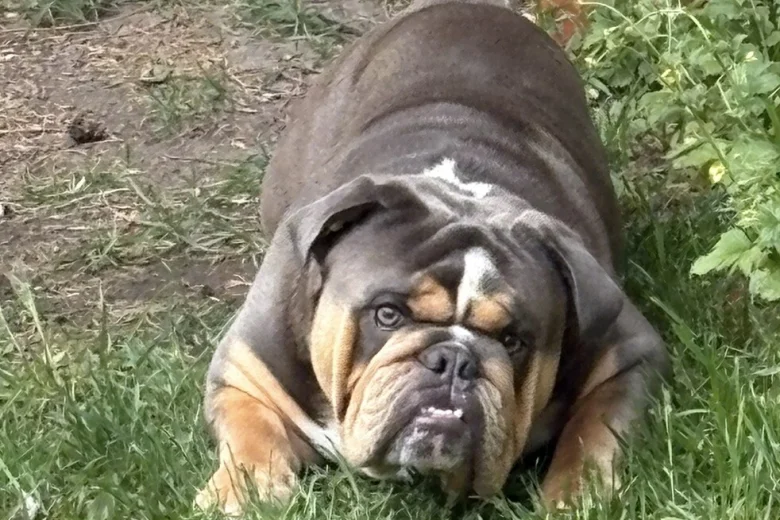 English Bulldog