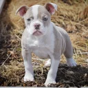 English Bulldog