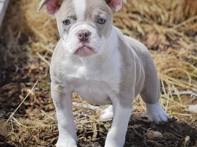 English Bulldog