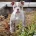 English Bulldog
