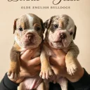 English Bulldog