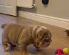 English Bulldog