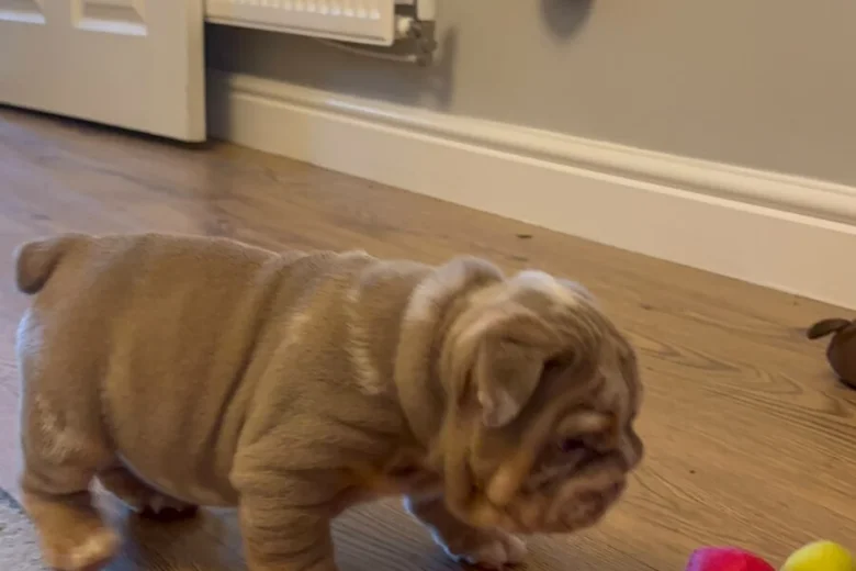 English Bulldog
