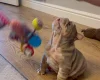 English Bulldog