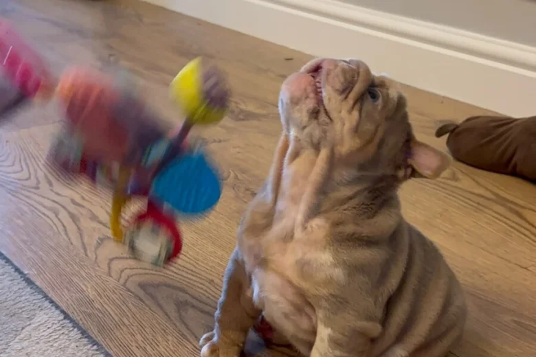 English Bulldog