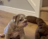 English Bulldog