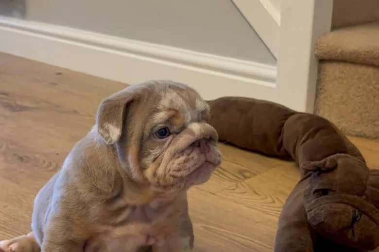 English Bulldog