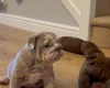 English Bulldog