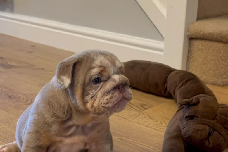 English Bulldog
