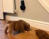 English Bulldog